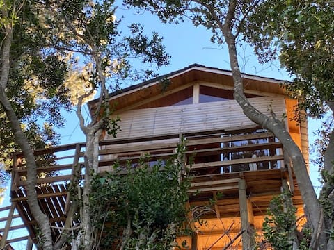 Casita in the middle of native trees.