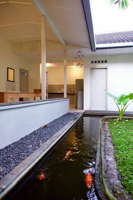 Pond with fish.