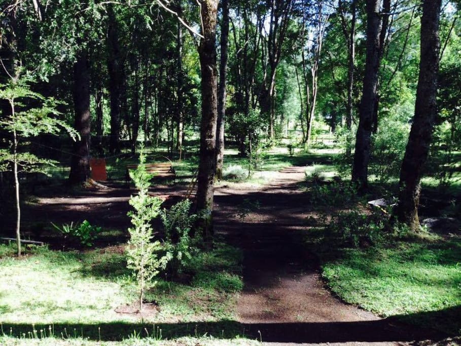the garden
El jardin
