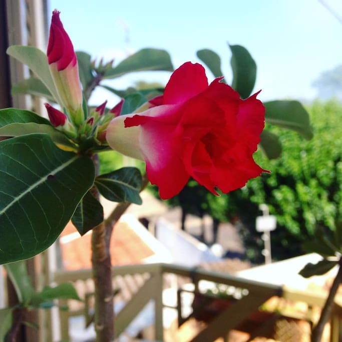 Rosa do deserto, sempre florida