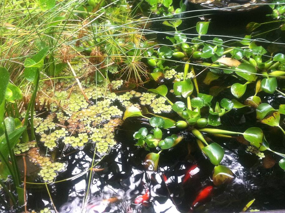 Feed the fish if you like.