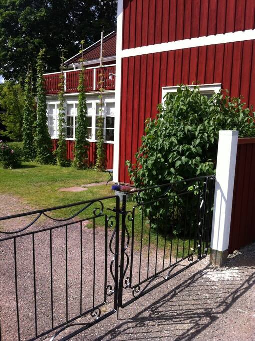 Humlestörar, syrénhäckar och doftande bondpioner från förr