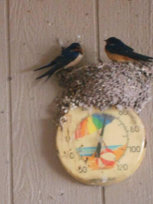 Spring house guests