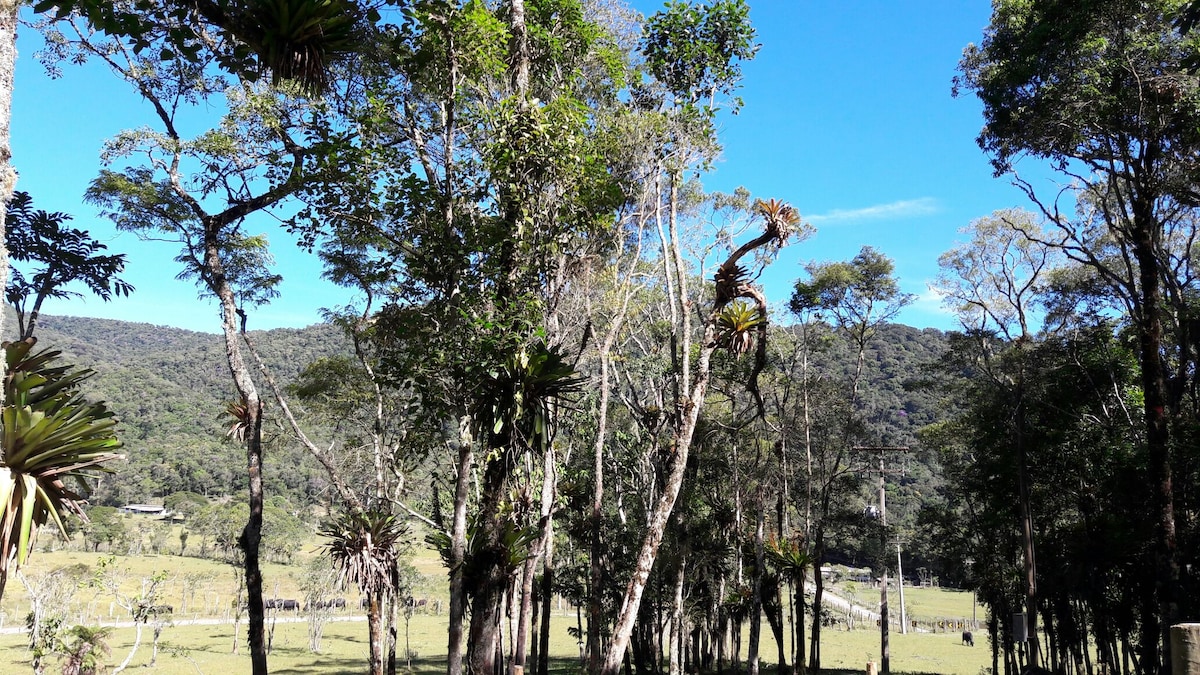 A serene landscape is displayed, featuring tall trees that stretch towards a clear blue sky. The lush greenery surrounds open fields, showcasing the natural beauty of the environment. The peaceful setting is enhanced by distant hills, creating a sense of tranquility.