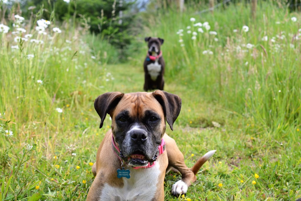 Duchess the blond boxer dog and Katie the gorgeous pit