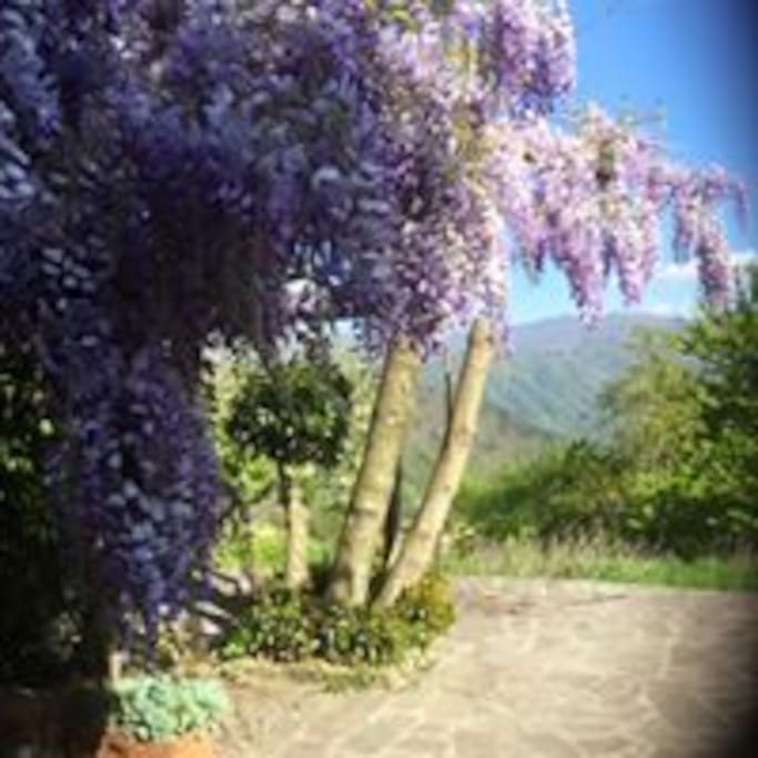 Wisteria Terrace