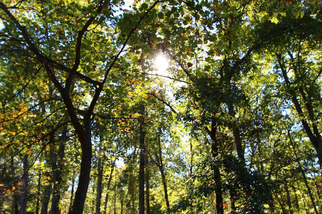 Relax in the Beautiful Ozark Mountains!