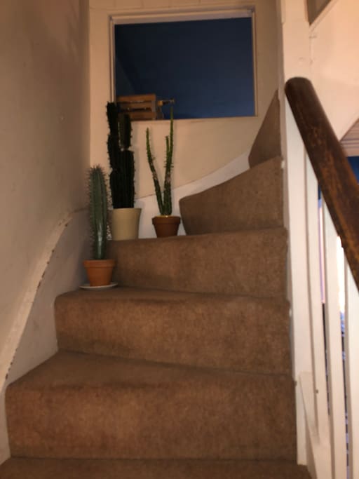 Cacti (If you like that type of thing)