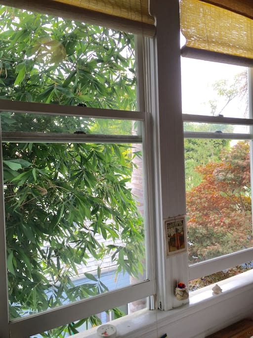 View from the bed to garden