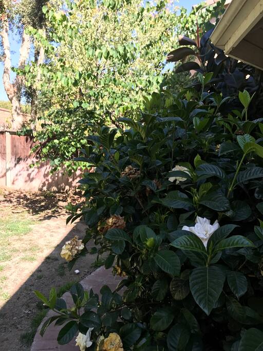 Back yard