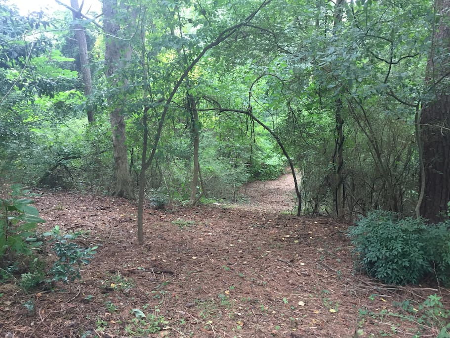 Five acres of woods