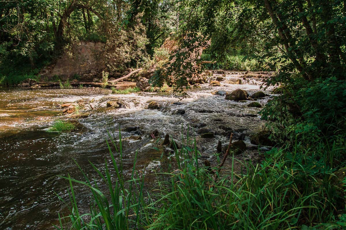 A serene view of the river Virinta showcases gentle flowing water over smooth stones, surrounded by lush greenery. Tall grass and small plants line the riverbanks, while trees provide dappled sunlight, creating a peaceful natural ambiance.