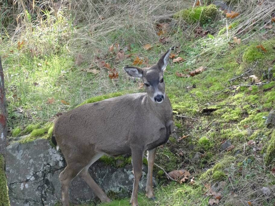 Wild life