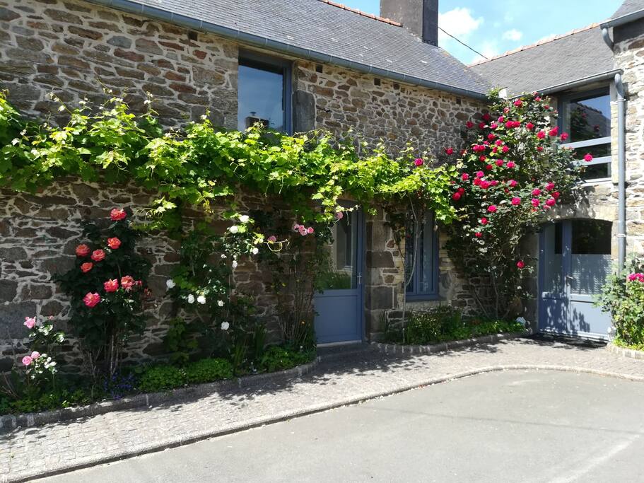 Roses de juin au cœur des gastines.