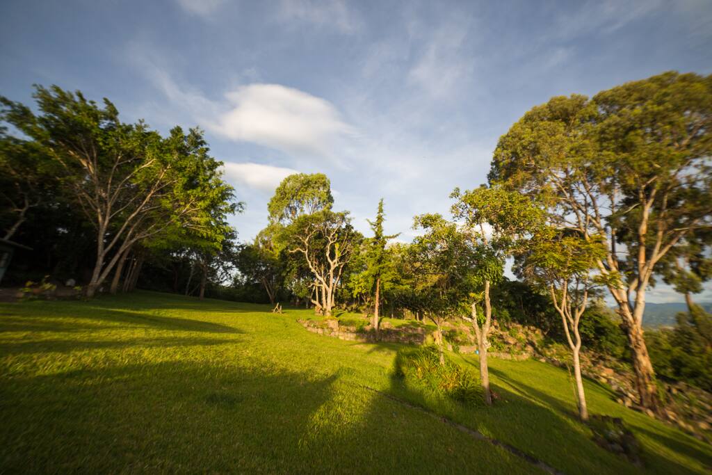 Our gardens, vibrant with life, are the home of a wide variety of bird species and other local fauna.