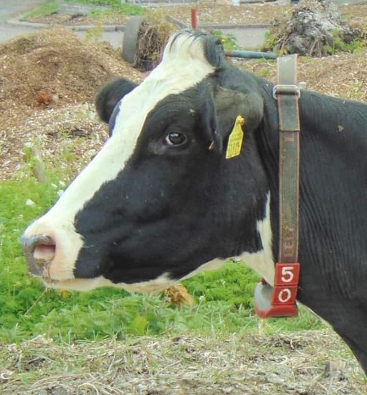 Tiny Pipowagen Lola At Farm 16 Feet Below Sealevel - Aalsmeer
