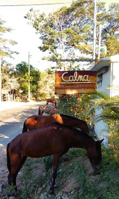 Everybody is welcome to Calma!
