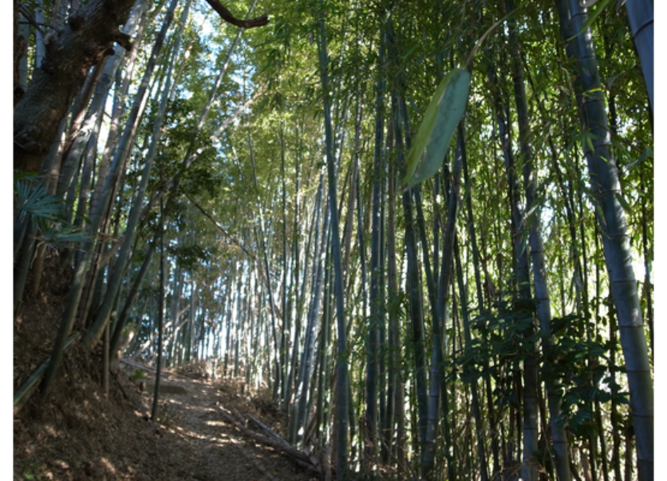 Bamboo