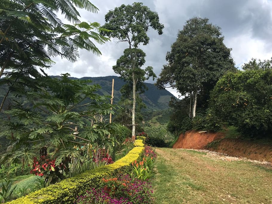 Landscape at the entrance of the farm / Paisaje de entrada a la finca