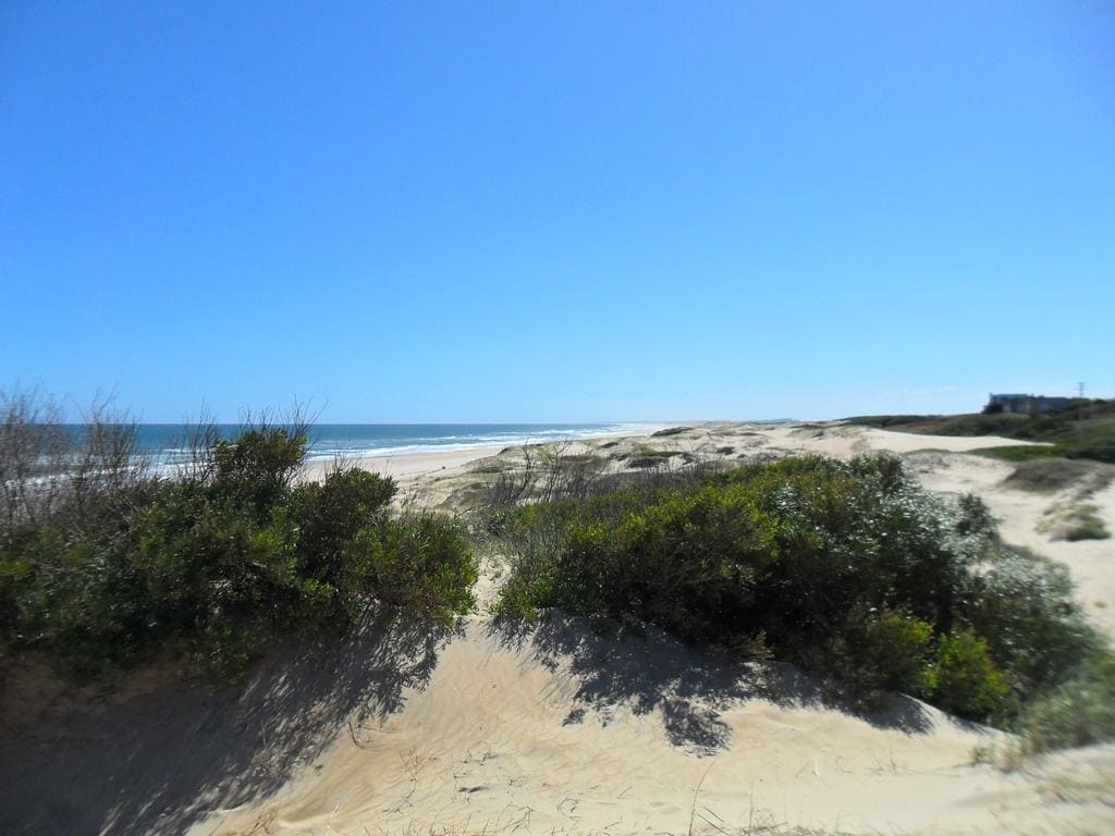 A sandy shoreline stretches towards the horizon, bordered by low green vegetation. The clear blue sky meets the ocean waves, creating a serene seascape. The beach appears tranquil, with dunes rising gently in the foreground, inviting exploration and relaxation.