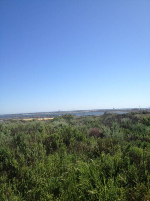Wetlands with numerous trails
