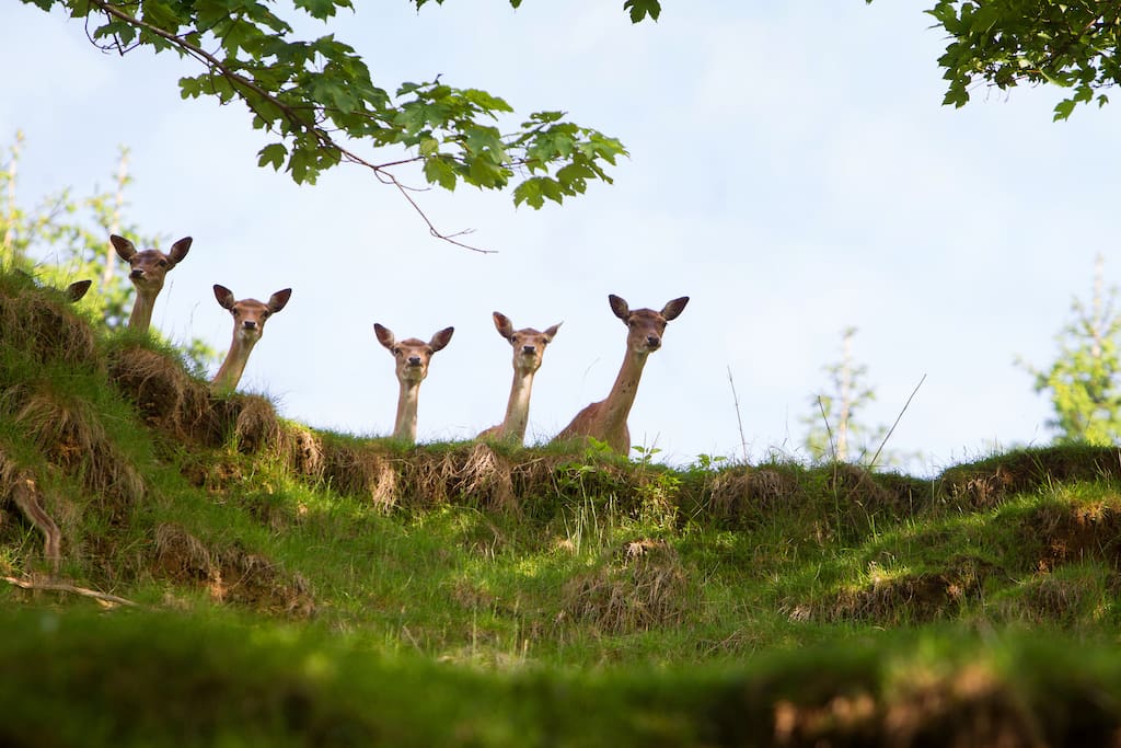 Posing deer