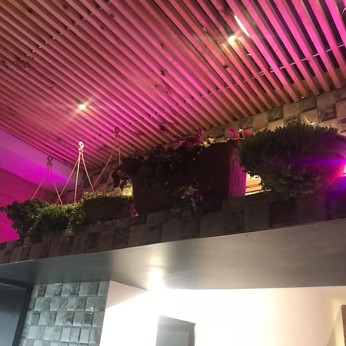 wall plants