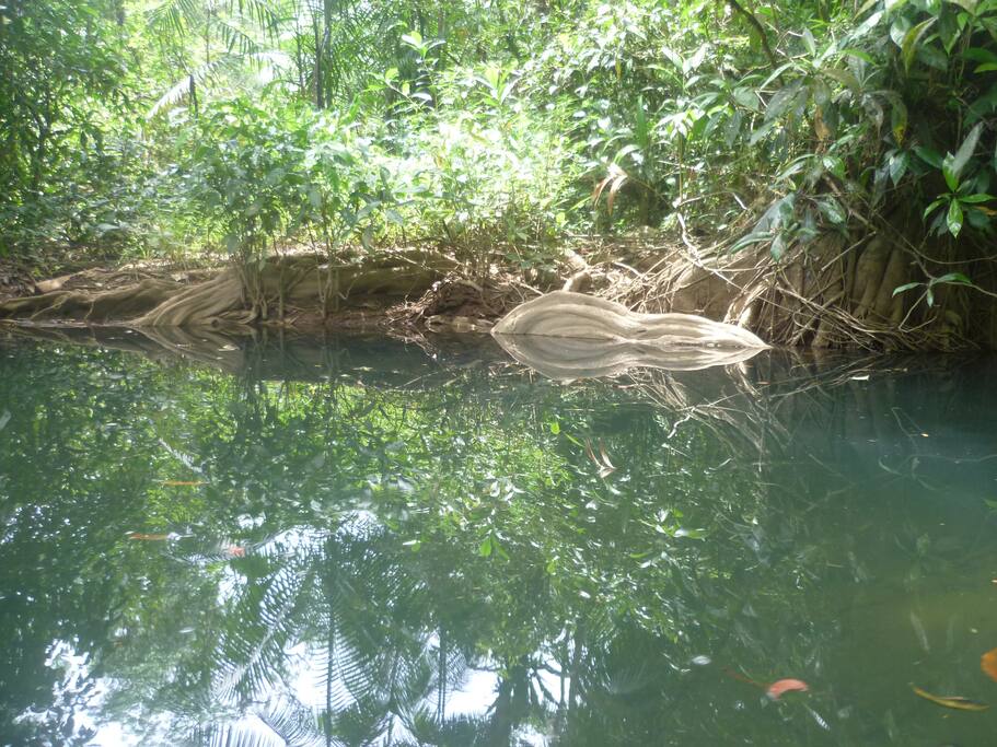 Esplendidos manglares que se disfrutan en canoa a remo