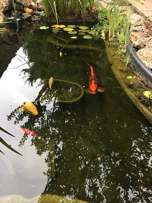 Le bassin des kois