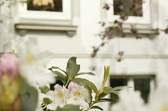 Softly illuminated flowers in the foreground frame the view of a charming building with large windows. The petals display delicate shades of pink and white, enhancing the serene ambiance of the outdoor setting.