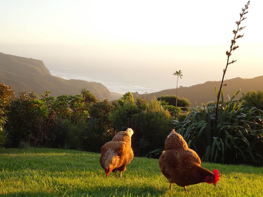 The chooks
