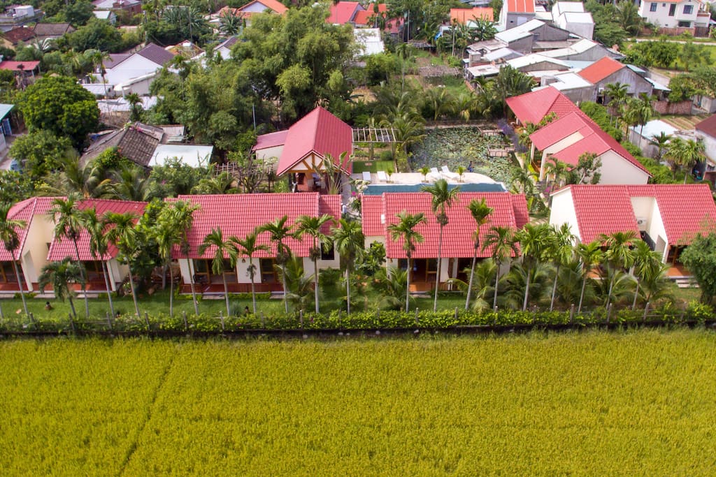 VIEW OF RICE FIELDS