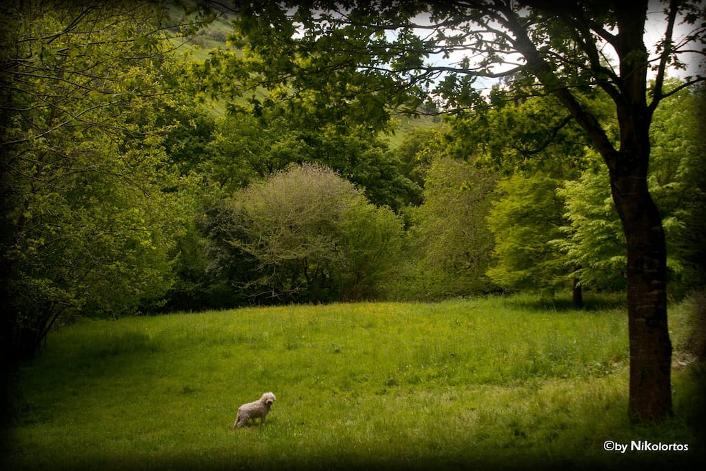 Paseo por la finca de la Casuca del bosque