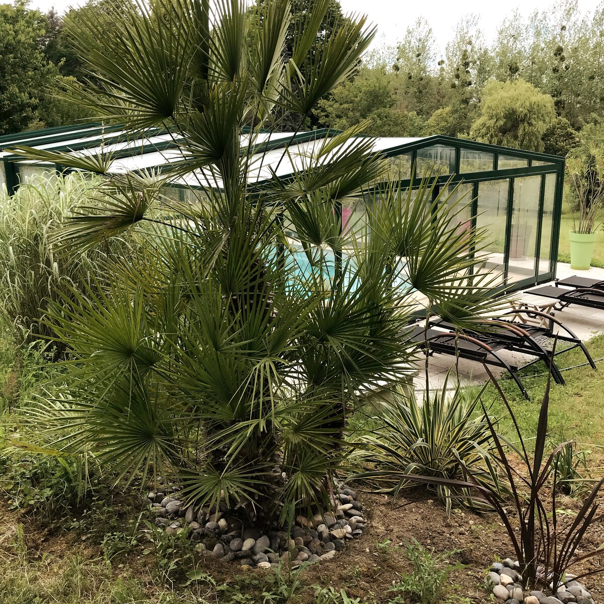 A green palm tree stands prominently in the foreground, surrounded by various shrubs and pebbles. In the background, a covered swimming pool and lounge chairs are visible, providing a serene setting within a lush garden.