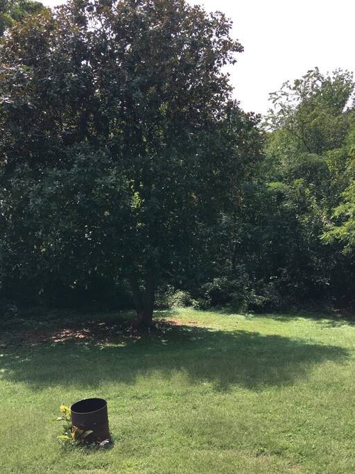 Back yard