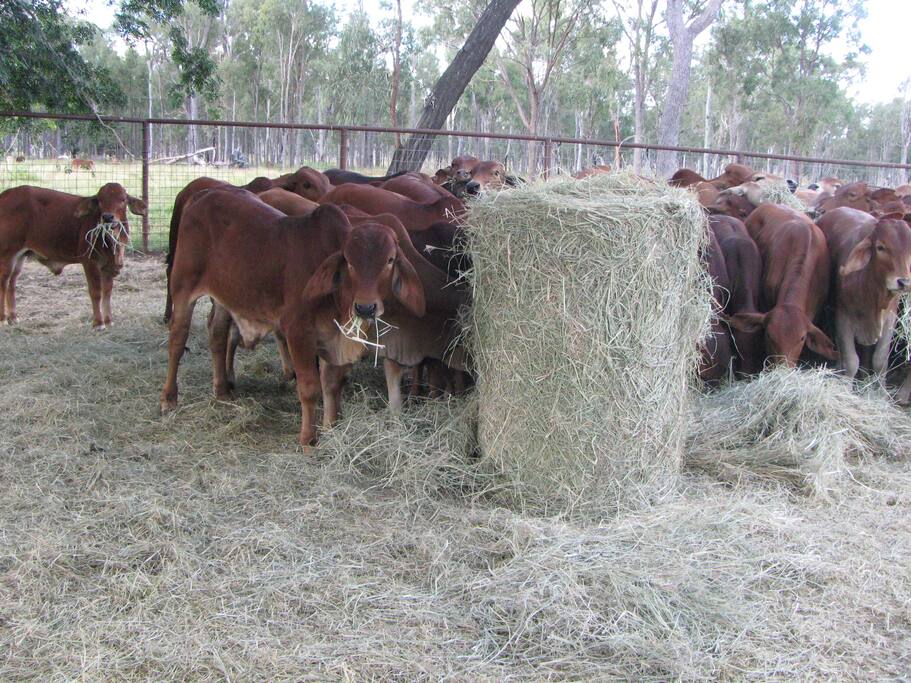 Weaner eating hay in the yards - usually in May / June.