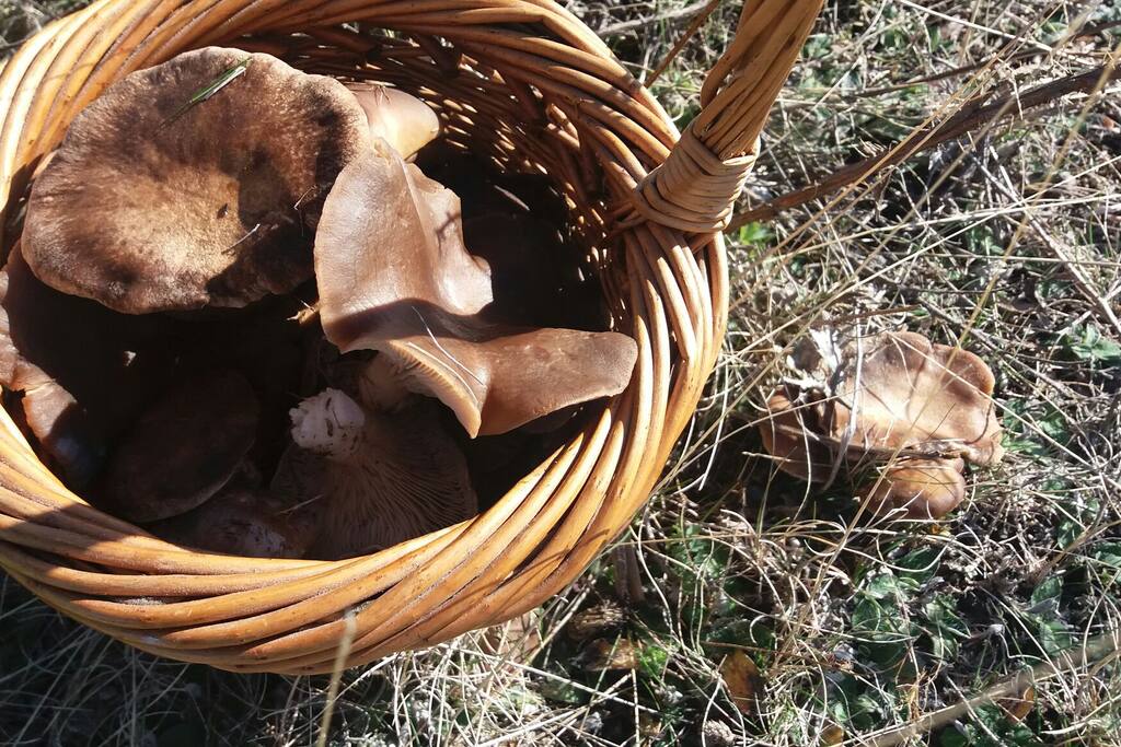 En otoño se pueden coger setas.