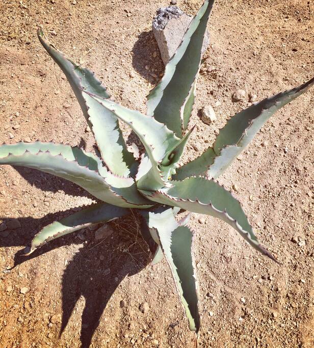 blue agave