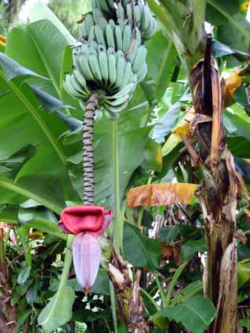 tropical fruit grows in the yard