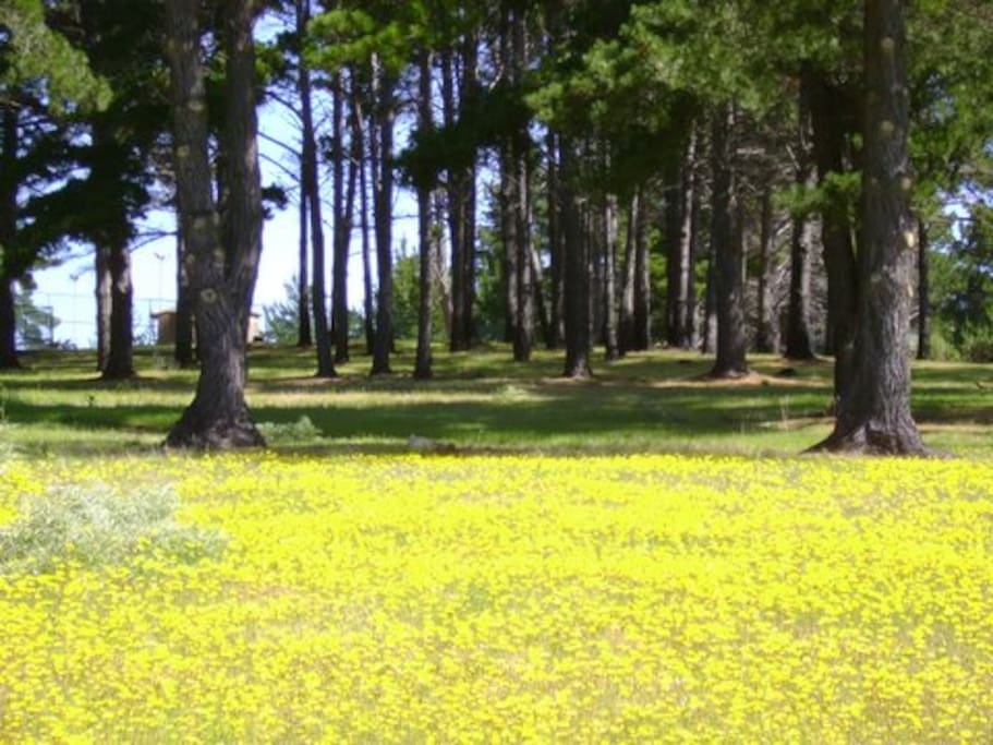 bosque costado Depto. en Primavera