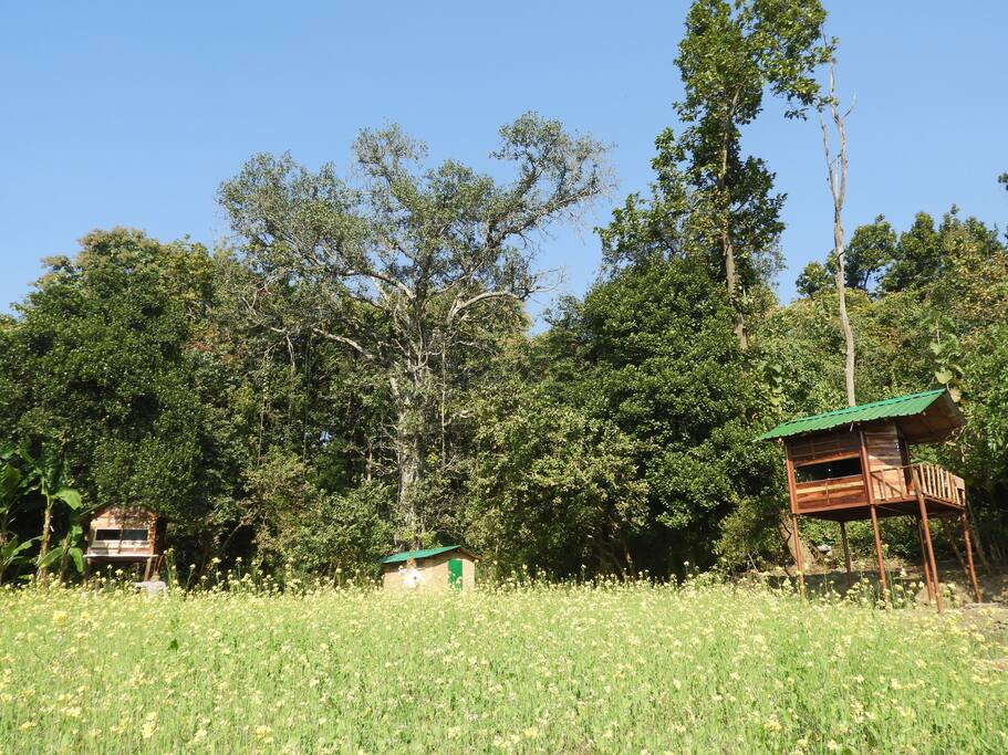 Machan amongst the farm
