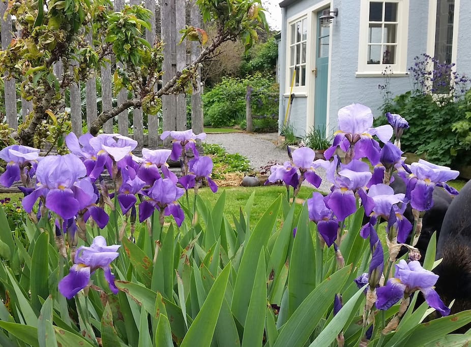 Beautiful spring irises