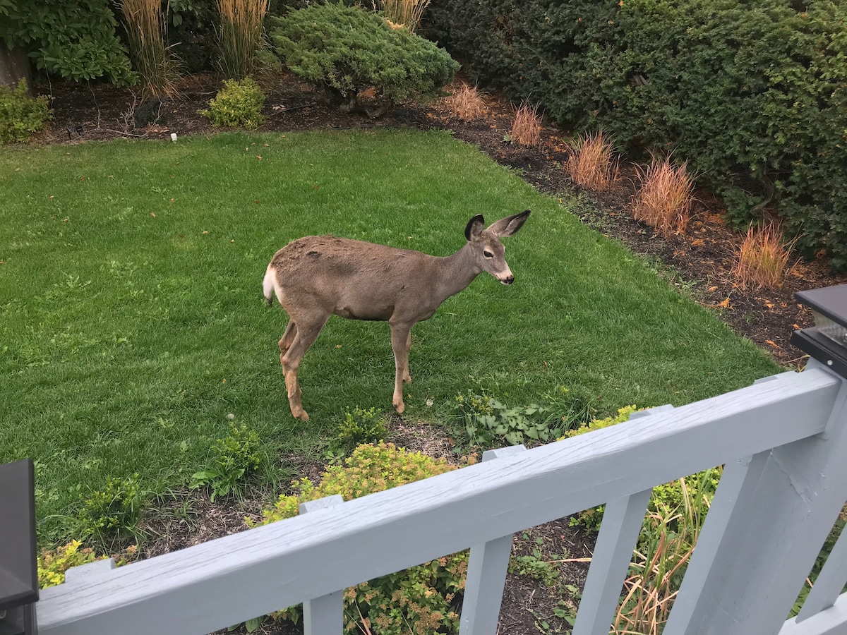 A deer is spotted on a well-maintained lawn, surrounded by a variety of green shrubs and plantings. The lawn is lush and vibrant, contributing to the natural setting of the outdoor space.