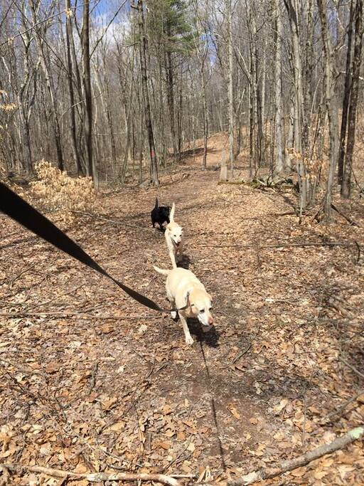 Lots of hiking trails nearby!