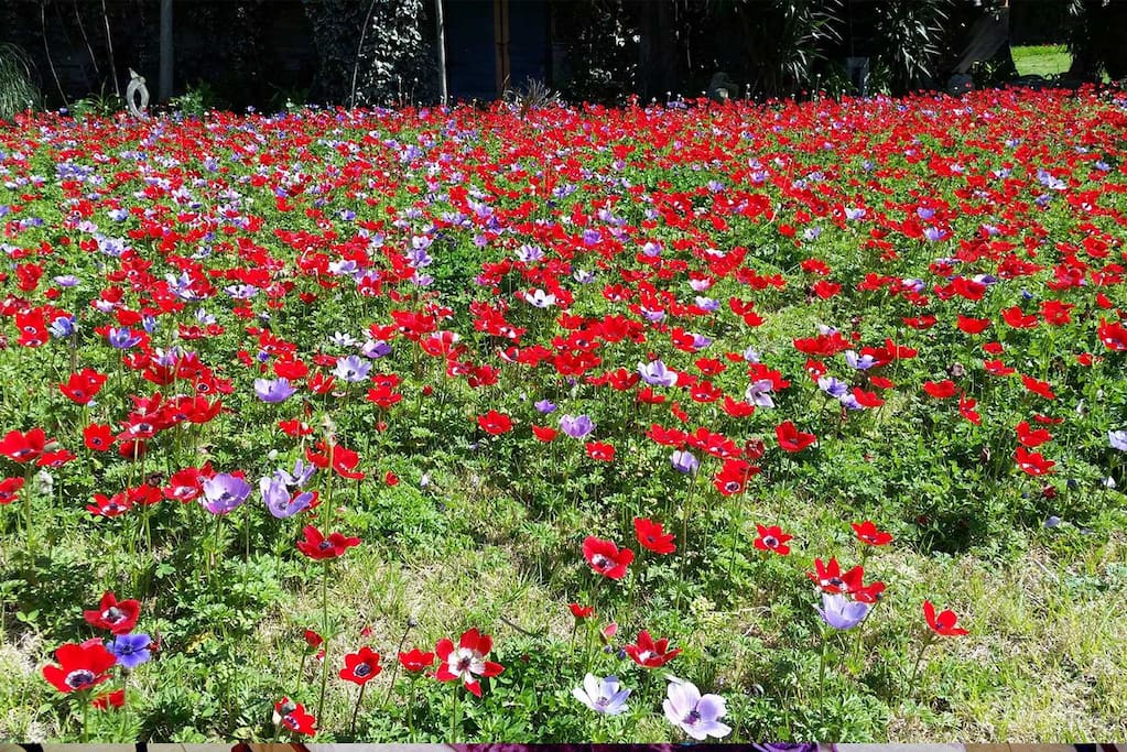 Flowers in spring in Ga'aton