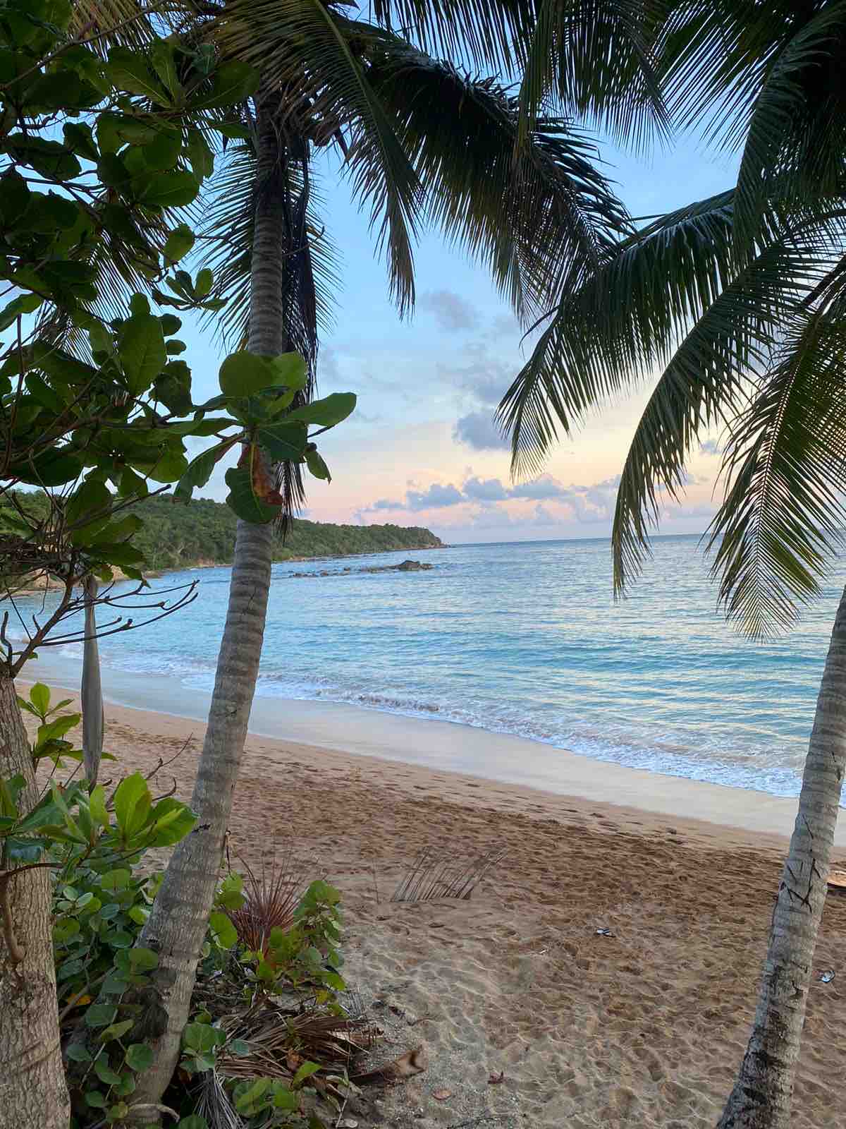 A serene beach setting is depicted, featuring soft sandy shores bordered by lush greenery and tall palm trees. Gentle waves lap at the water's edge under a colorful sky, blending shades of blue and soft pink as the sun begins to set.