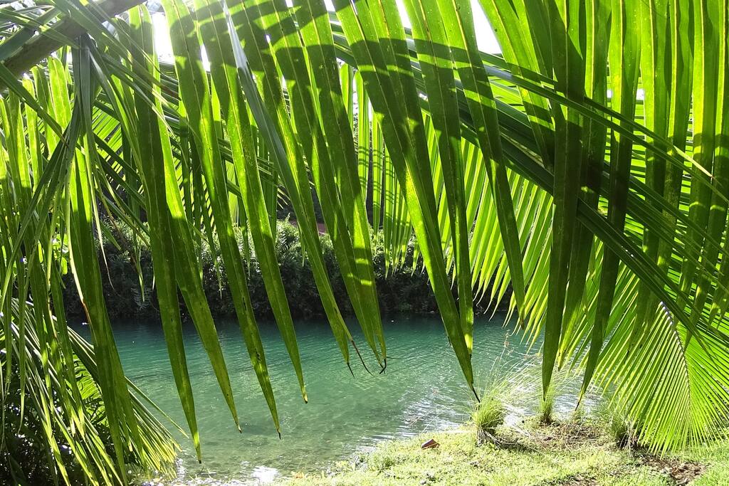 Frenchman´s Cove Beach- 20 min Walking Distance