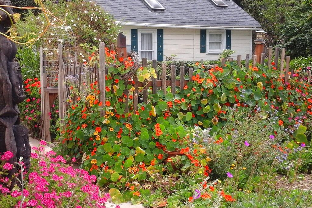 The garden is going crazy - hopefully the flowers will last into the summer.