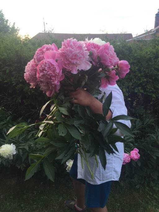 Harvesting my lovely poenies