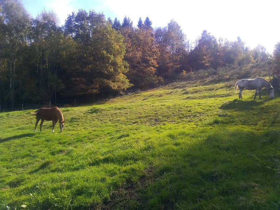 La nature environnante, accueil des cavaliers avec leurs chevaux pour une ou plusieurs nuits